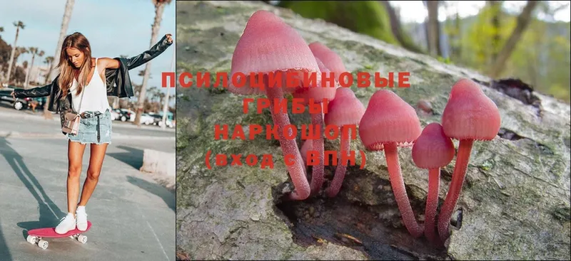 Псилоцибиновые грибы Psilocybe Тырныауз